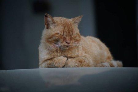 Téléchargez les photos : Portrait rapproché de chat glissant à l'extérieur - en image libre de droit