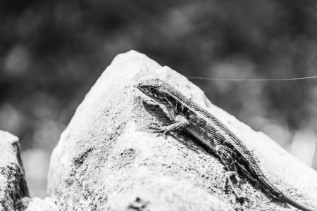 Téléchargez les photos : Lézard sur un rocher gros plan photographie - en image libre de droit