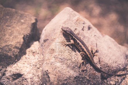 Photo for Lizard on a rock closeup photograph - Royalty Free Image