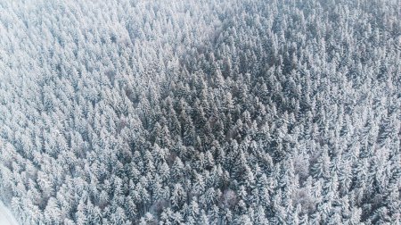 Foto de Maravillas de invierno abstractas - Pinos cubiertos de nieve - Imagen libre de derechos