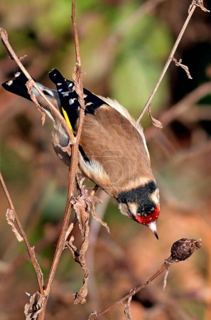 Photo for Goldfinch bird, Carduelis carduelis - Royalty Free Image