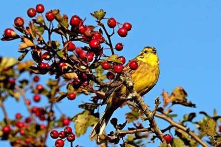 Téléchargez les photos : L'oiseau Yellowhammer, emberiza citrinella - en image libre de droit