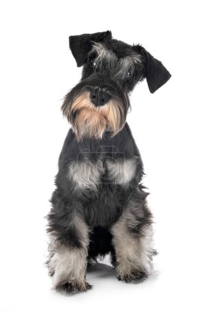 Photo for Black miniature schnauzer in front of a white background - Royalty Free Image