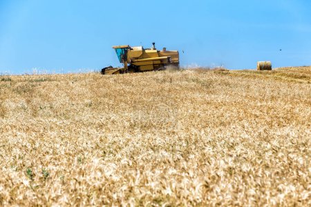 Photo for Combine harvester on a wheat field - Royalty Free Image