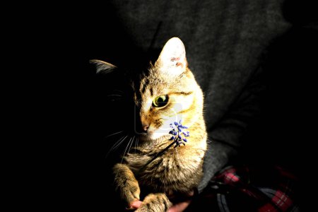 Photo for Cat under the light of a lantern - Royalty Free Image