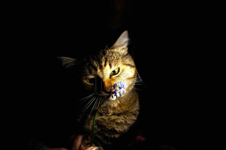 Photo for The Cat sniffs flowers - Royalty Free Image