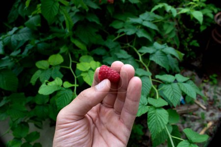 Photo for Raspberry in hand close-up view - Royalty Free Image