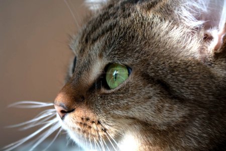 Foto de My cat by the window - Imagen libre de derechos