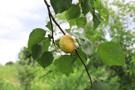 Photo for Apricot hanging on a branch, close up - Royalty Free Image