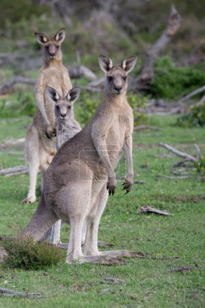 Téléchargez les photos : Trois kangourous dans l'habitat naturel - en image libre de droit