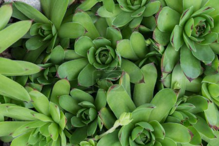 Téléchargez les photos : Succulents vue de dessus close-up - en image libre de droit