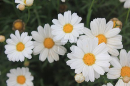 Foto de Hermosas flores de margarita blanca en el jardín - Imagen libre de derechos