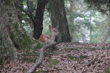 Téléchargez les photos : Les jeunes cerfs dans les bois sur fond de nature - en image libre de droit