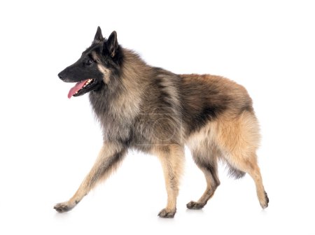 Photo for German shepherd dog in front of a white background - Royalty Free Image