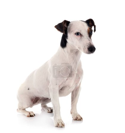 Téléchargez les photos : Mignon chien en face de fond blanc - en image libre de droit