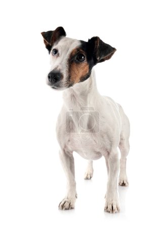 Foto de Adorable cachorro mirando hacia arriba a la cámara sobre un fondo blanco - Imagen libre de derechos