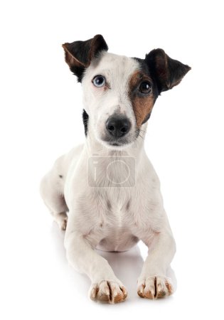 Photo for Jack russel puppy in front of a white background - Royalty Free Image