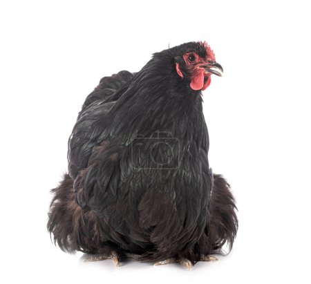 Photo for Orpington chicken in studio - Royalty Free Image