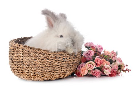 Photo for English Angora rabbit in basket - Royalty Free Image