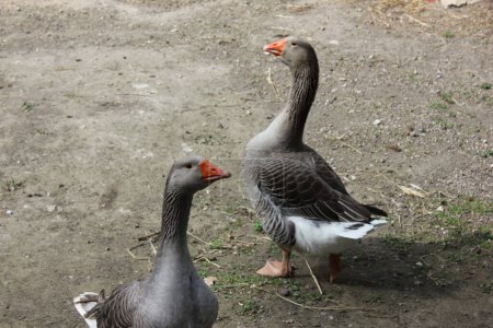 Photo for Geese in the village - Royalty Free Image