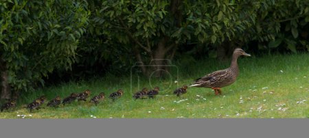 Photo for Duck and ducklings walking in row across pasture - Royalty Free Image