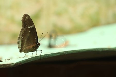 Photo for Close up view of the butterfly in nature - Royalty Free Image