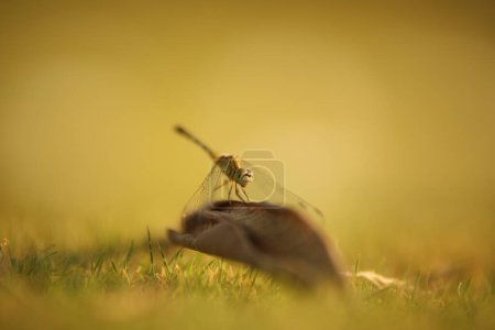 Photo for Insect Fly macro shot - Royalty Free Image