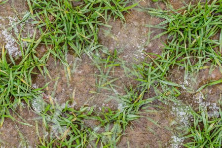 Téléchargez les photos : Germes d'orge d'hiver dans les champs, congelés dans la glace, vue de dessus - en image libre de droit
