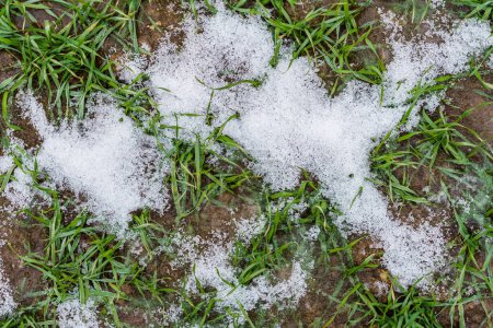 Téléchargez les photos : Germes d'orge d'hiver dans les champs, congelés dans la glace, vue de dessus - en image libre de droit