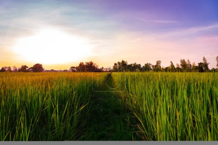 Photo for Sunset view of rice paddy field rural of Thailand. Beautiful nature background - Royalty Free Image
