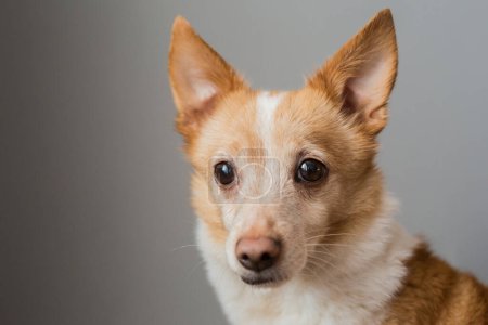 Téléchargez les photos : Little cute red-headed mongrel dog - en image libre de droit