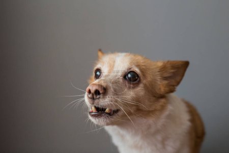 Foto de Little cute red-headed mongrel dog - Imagen libre de derechos
