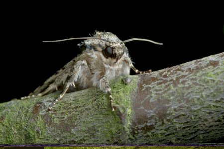 Téléchargez les photos : Papillons de nuit face comme il est assis sur une branche d'arbre - en image libre de droit