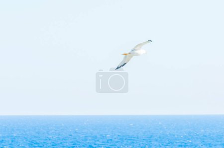Téléchargez les photos : Mouette glissant dans le ciel bleu, symbole de liberté - en image libre de droit