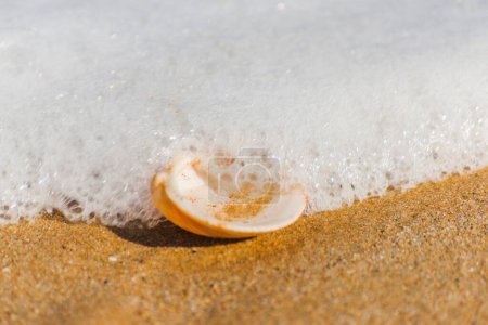Téléchargez les photos : Coquillage naturel couché sur la plage de sable fin - en image libre de droit