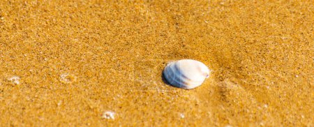Téléchargez les photos : Coquille de mer naturelle couchée sur la plage de sable, lavée par l'eau - en image libre de droit