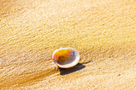 Photo for Natural seashell lying on sandy beach - Royalty Free Image