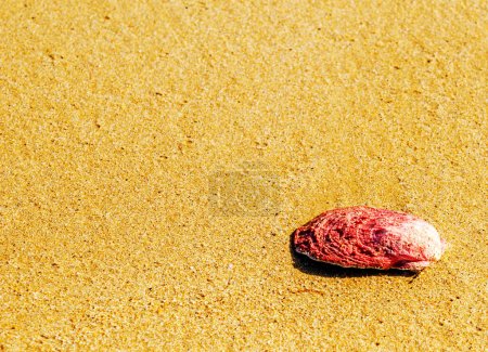 Foto de Concha marina natural que yace en la playa de arena, bañada por agua - Imagen libre de derechos