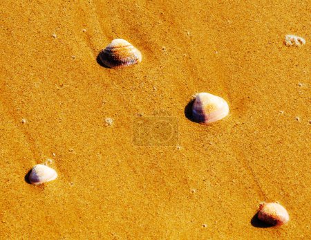 Photo for Natural seashells lying on sandy beach, washed by water - Royalty Free Image