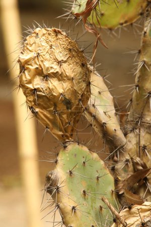 Téléchargez les photos : Cactus colorés de jour, vue rapprochée - en image libre de droit