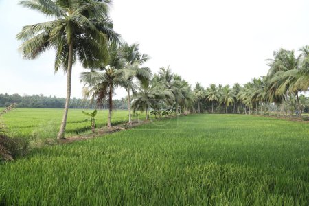 Photo for Green Fields Kerala India - Royalty Free Image