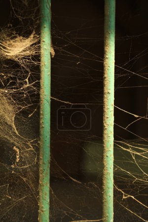 Photo for Scary Spider web on background, close up - Royalty Free Image