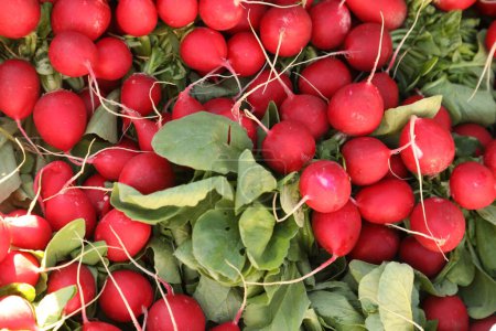 Photo for Fresh red radish in the market - Royalty Free Image