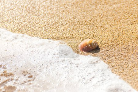 Photo for Natural seashell lying on sandy beach, washed by water - Royalty Free Image