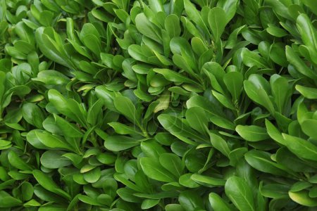Téléchargez les photos : Micro shot de feuilles vertes - en image libre de droit
