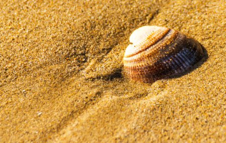 Téléchargez les photos : Coquillage naturel couché sur la plage de sable, lavé par l'eau - en image libre de droit