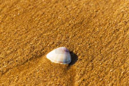 Foto de Concha marina natural que yace en la playa de arena, bañada por agua - Imagen libre de derechos