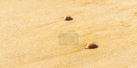 Foto de Conchas marinas naturales que yacen en la playa de arena, bañadas por agua - Imagen libre de derechos