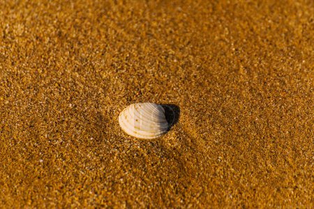 Téléchargez les photos : Coquillage naturel couché sur la plage de sable, lavé par l'eau - en image libre de droit