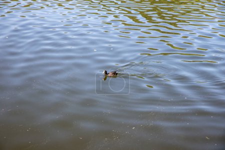 Foto de Pato o ánade real en el lago - Imagen libre de derechos